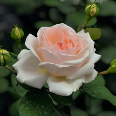 Märchenzauber Rose Plant