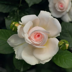 Märchenzauber Rose Plant