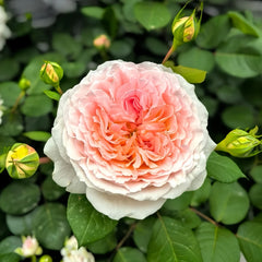Märchenzauber Rose Plant