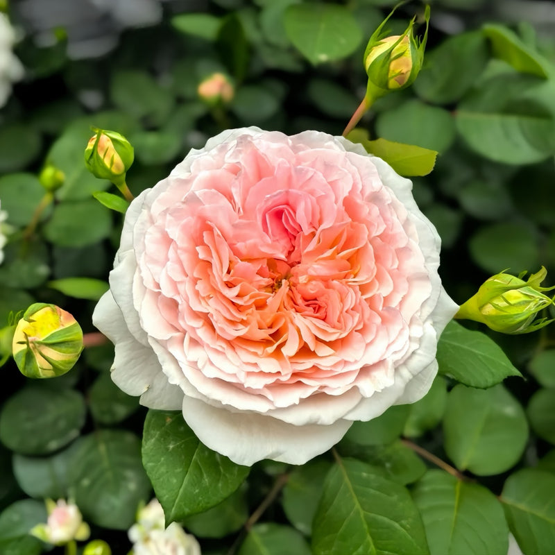 Märchenzauber Rose Plant