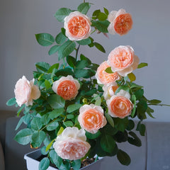 Märchenzauber Rose Plant