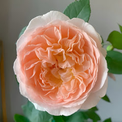 Märchenzauber Rose Plant