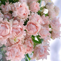 Maria Callas Rose Plant | 苏芬/海葵宝宝