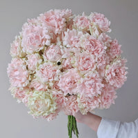 Maria Callas Rose Plant | 苏芬/海葵宝宝