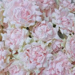 Maria Callas Rose 