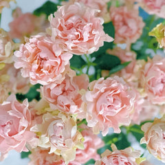 Maria Callas Rose 