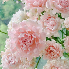 Maria Callas Rose 