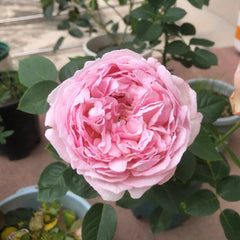 Maria Piaget Rose Plant|伊芙玛丽伯爵/玛利亚伯爵