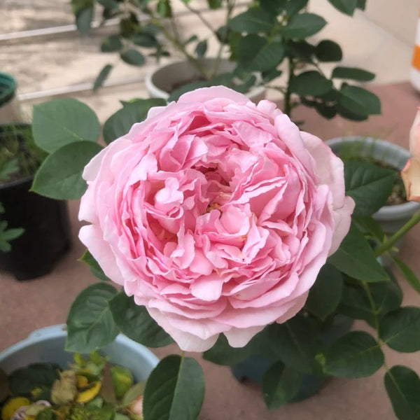 Maria Piaget Rose Plant|伊芙玛丽伯爵/玛利亚伯爵
