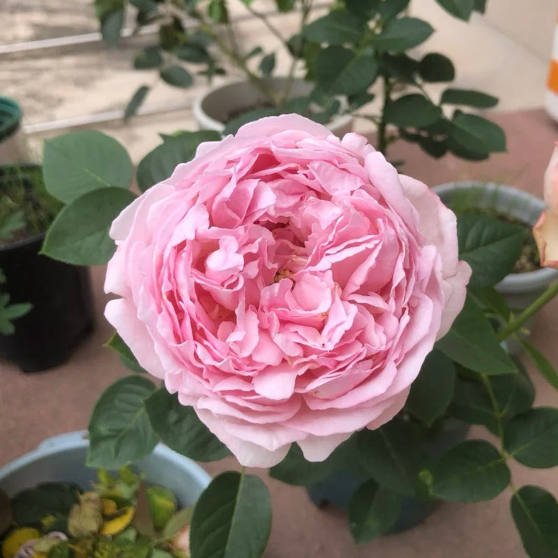 Maria Piaget Rose Plant|伊芙玛丽伯爵/玛利亚伯爵