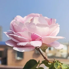 Maria Piaget Rose Plant|伊芙玛丽伯爵/玛利亚伯爵