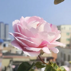 Maria Piaget Rose Plant|伊芙玛丽伯爵/玛利亚伯爵