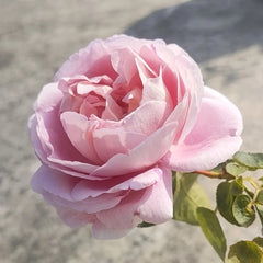 Maria Piaget Rose Plant|伊芙玛丽伯爵/玛利亚伯爵