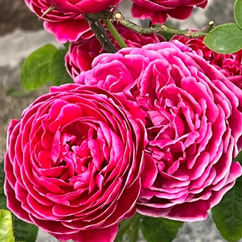 Marie Rose Plant|玫瑰玛丽 – Rose_Explosion