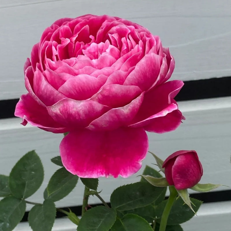 Marie Rose Plant|玫瑰玛丽 – Rose_Explosion