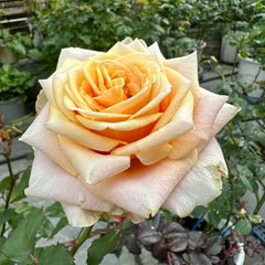 Marosa Rose
