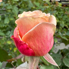 Marosa Rose