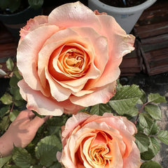 Marosa Rose