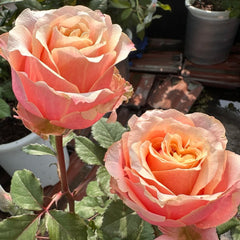 Marosa Rose