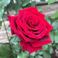 Marquise Boccella Rose