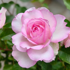 Martha Rose Plant