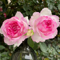 Martha Rose Plant