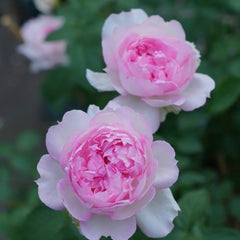 Martha Rose Plant