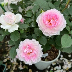 Martha Rose Plant