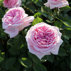 MaryLennox Rose