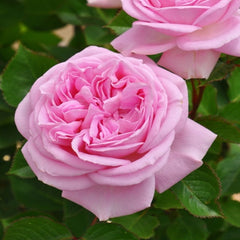 MaryLennox Rose