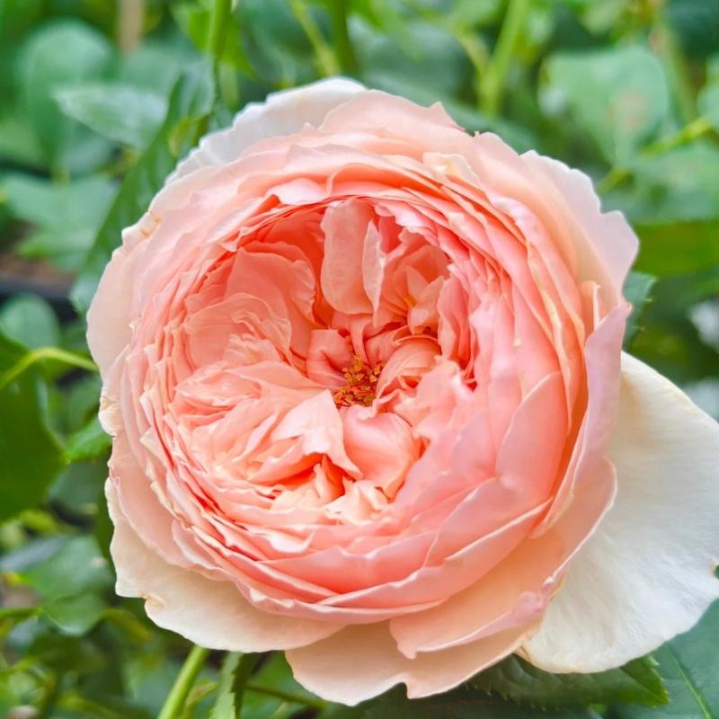 Transform Your Garden with the Enchanting Masora Rose