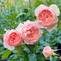 Transform Your Garden with the Enchanting Masora Rose