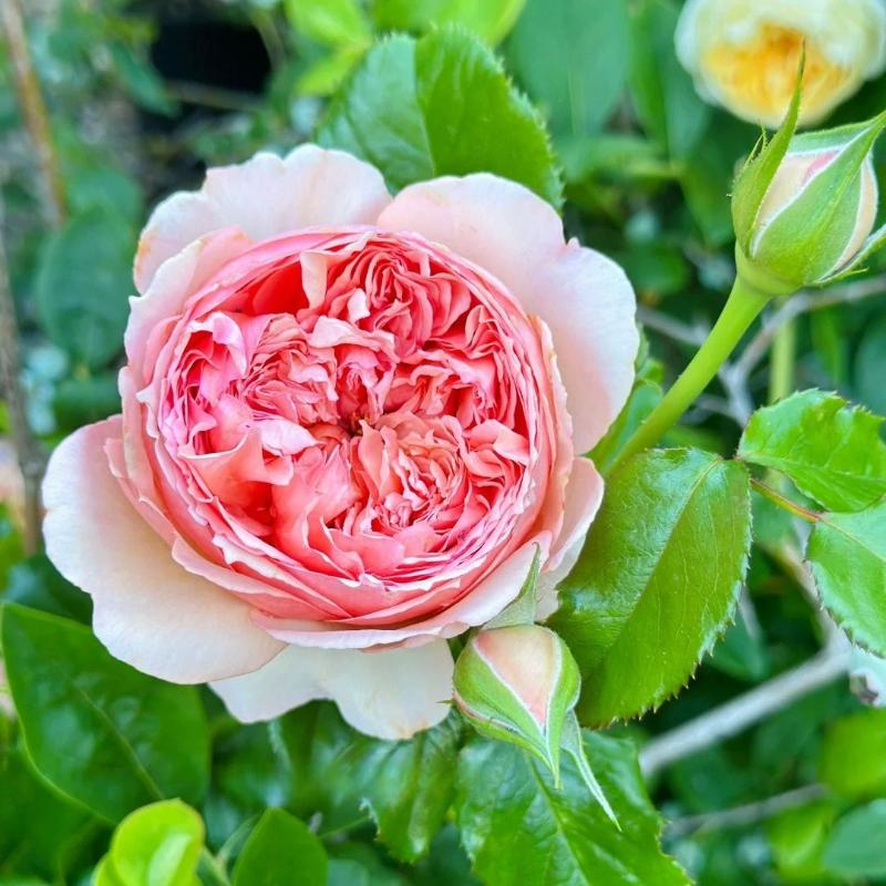 Masora Rose – Japanese Apricot-Pink Rose with Fruity Fragrance – Rose ...
