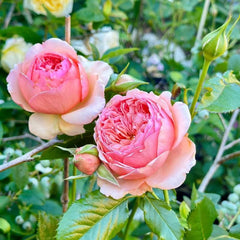 Transform Your Garden with the Enchanting Masora Rose