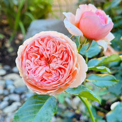 Transform Your Garden with the Enchanting Masora Rose