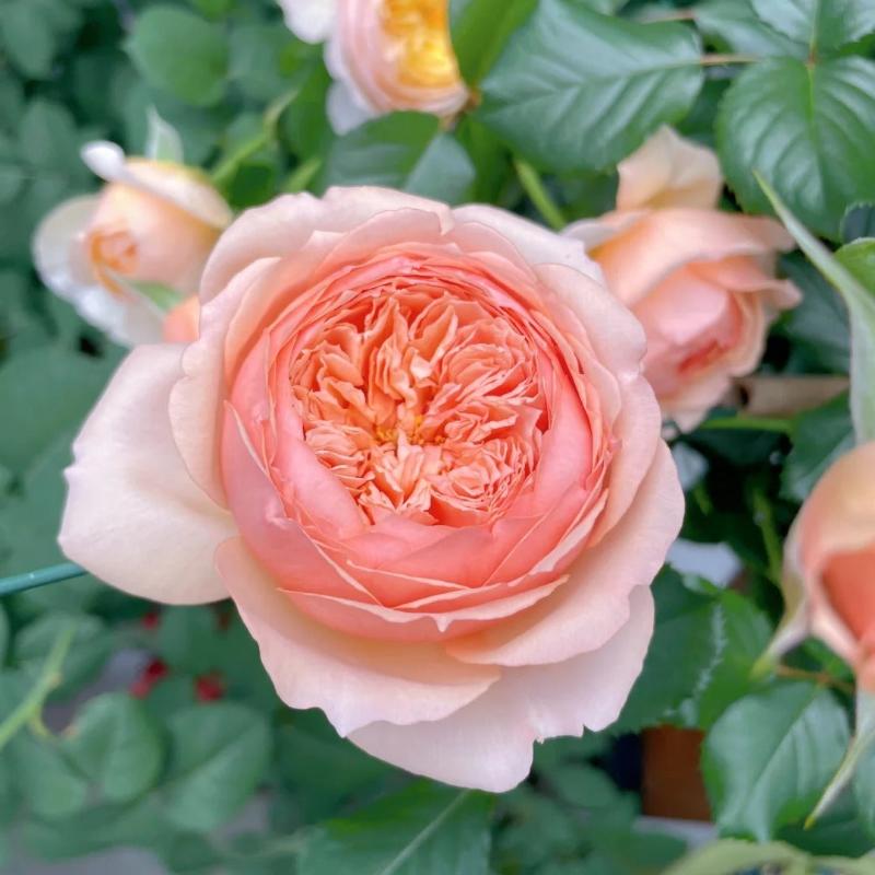 Masora Rose – Japanese Apricot-Pink Rose with Fruity Fragrance – Rose ...