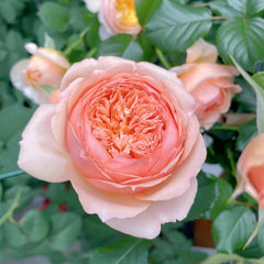 Transform Your Garden with the Enchanting Masora Rose