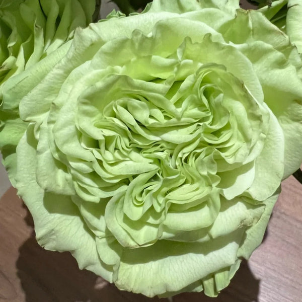 Maccha Flower Matcha Rose Plant|抹茶 – Rose_Explosion