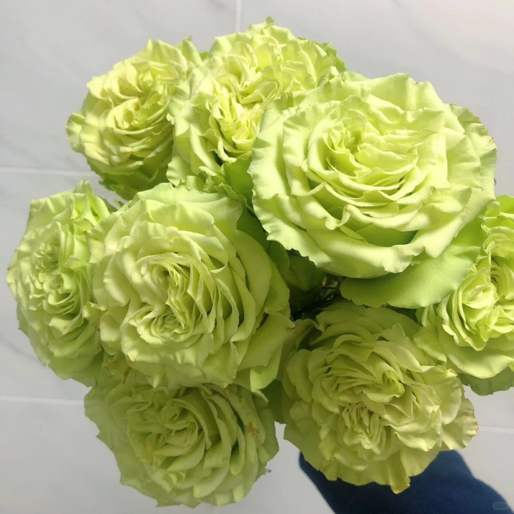 Matcha Five Roses Matcha Rose Plant|抹茶 – Rose_Explosion