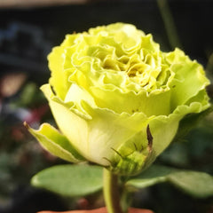 Matcha Rose Plant