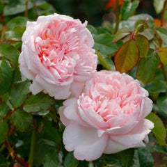 Mauritia Rose Plant