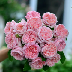 Mauritia Rose Plant