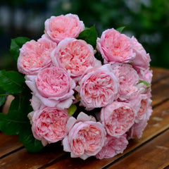 Mauritia Rose Plant