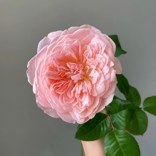 Mayfield Rose Plant