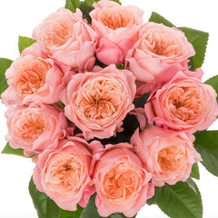 Mayfield Rose Plant