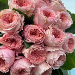 Mayfield Rose Plant
