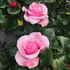 Mayra Flamingo Rose Plant