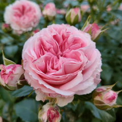 Mayra's Brida Pink Rose Plant|粉色梅拉新娘