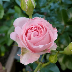 Mayra's Brida Pink Rose Plant|粉色梅拉新娘
