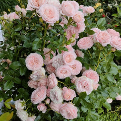 Mayra's Brida Pink Rose Plant|粉色梅拉新娘